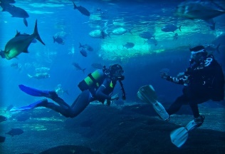 Scuba Diving Discovery — image 1